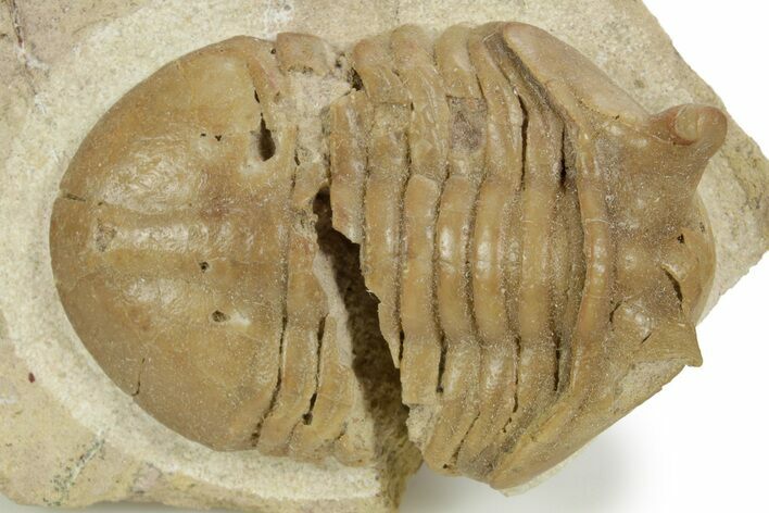 Bargain, Stalk-Eyed Asaphus Punctatus Trilobite - Russia #363086